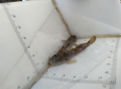 Rhinogobius henchuenensis