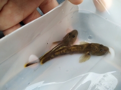 Rhinogobius henchuenensis