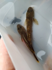 Rhinogobius henchuenensis