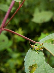 Pirithoicus ophthalmicus