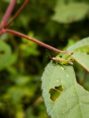 Pirithoicus ophthalmicus