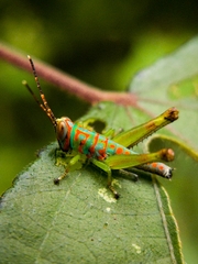 Pirithoicus ophthalmicus