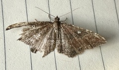 Orthonama obstipata