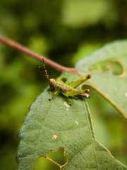 Pirithoicus ophthalmicus