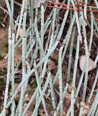 Ephedra fragilis