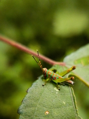 Pirithoicus ophthalmicus