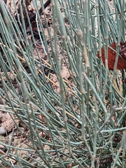 Ephedra fragilis