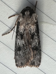 Agrotis malefida