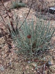 Ephedra fragilis