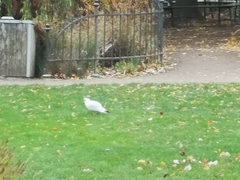Larus canus