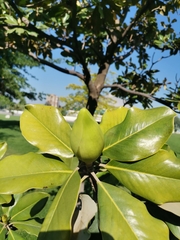 Magnolia