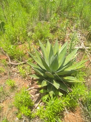 Agave angustifolia