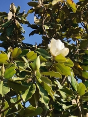 Magnolia