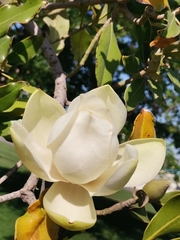 Magnolia