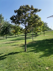 Magnolia