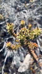 Oedera capensis