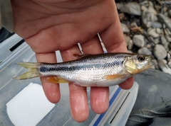 Candidia pingtungensis