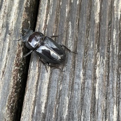 Serrognathus titanus okinawanus