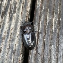 Serrognathus titanus okinawanus