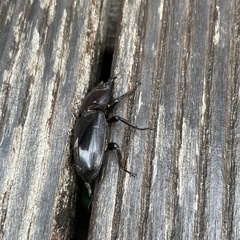 Serrognathus titanus okinawanus