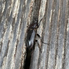 Serrognathus titanus okinawanus