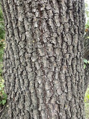 Quercus