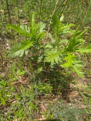 Euryops chrysanthemoides