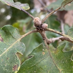 Quercus