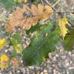 Quercus