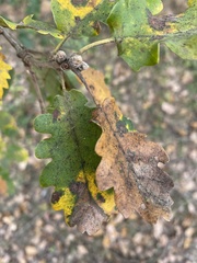 Quercus
