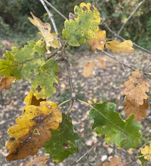 Quercus