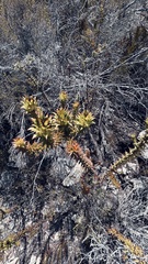 Oedera capensis
