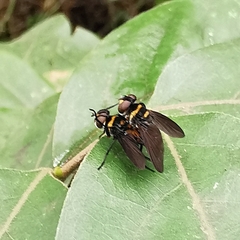 Pentatomophaga latifascia