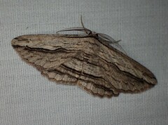 Euphronarcha luxaria