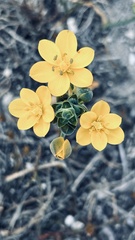 Ornithogalum dubium