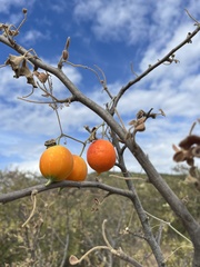 Ibervillea sonorae