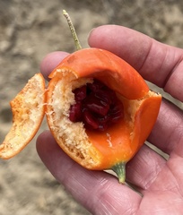 Ibervillea sonorae
