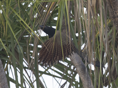 Centropus phasianinus