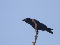 Corvus orru cecilae