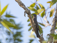 Cacomantis variolosus