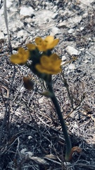 Ornithogalum dubium