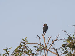 Eurystomus orientalis pacificus