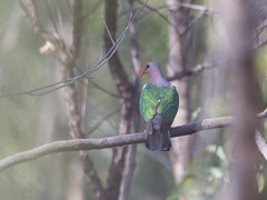 Chalcophaps longirostris