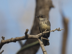 Rhipidura rufiventris