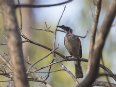 Philemon argenticeps