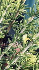 Aspalathus subtingens