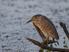 Nycticorax caledonicus