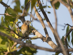 Conopophila albogularis