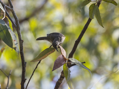 Territornis albilineata