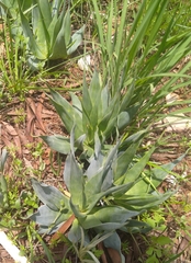 Ledebouria marginata
